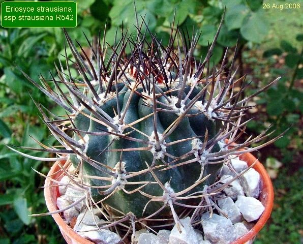 Eriosyce _strausiana_ ssp.strausiana _R542 _02